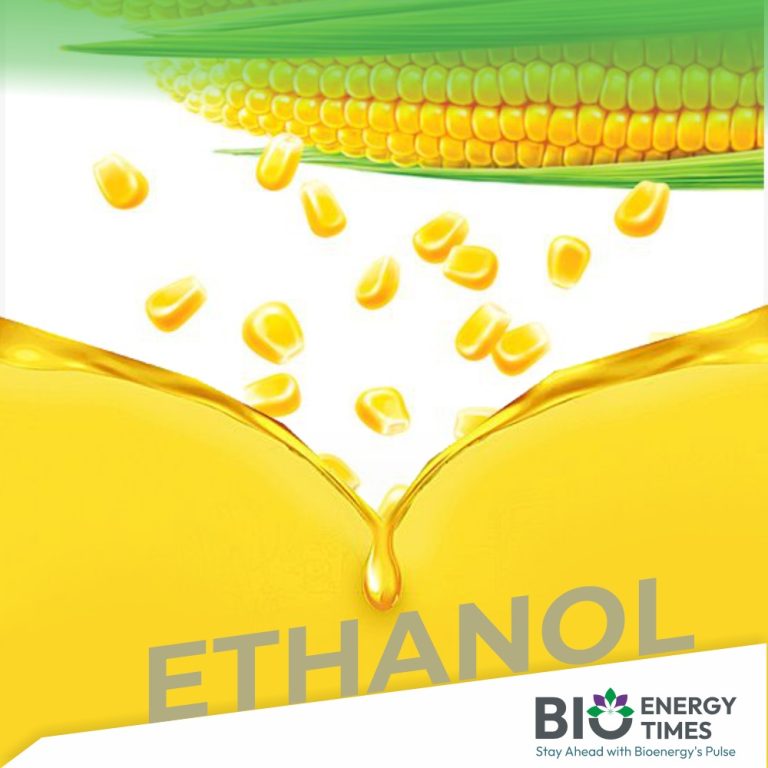 Ethanol will create new prospects for Brazilian corn in domestic market